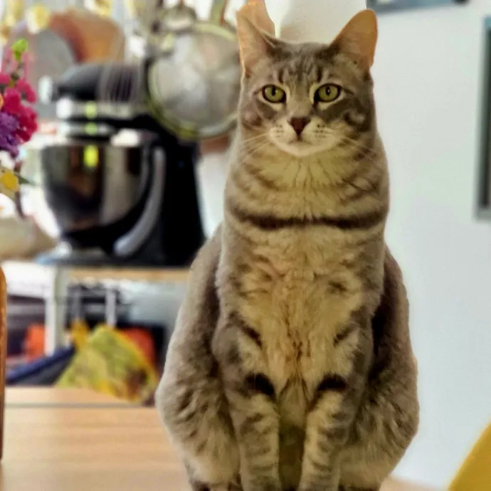 Crystal Whiskers Pampering Purrfectly