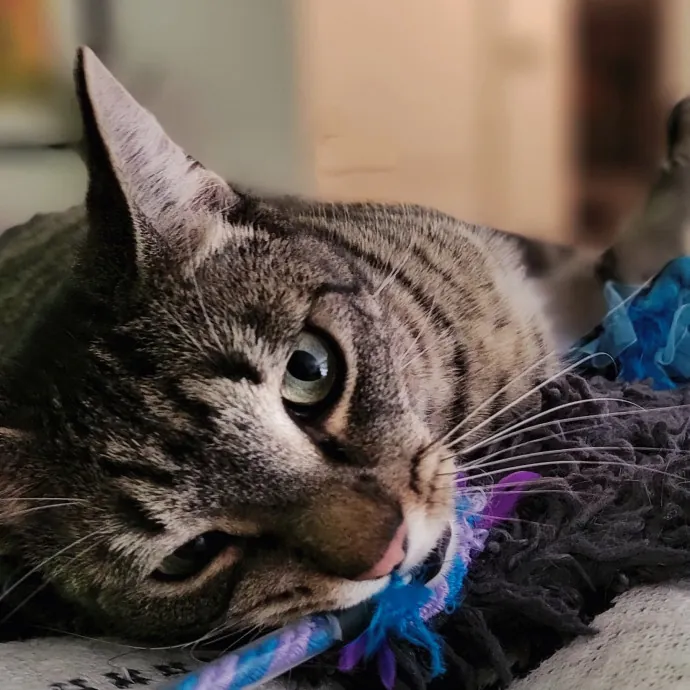 Crystal Whiskers Pampering Purrfectly