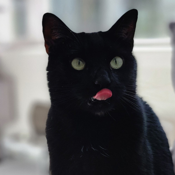 Crystal Whiskers Pampering Purrfectly