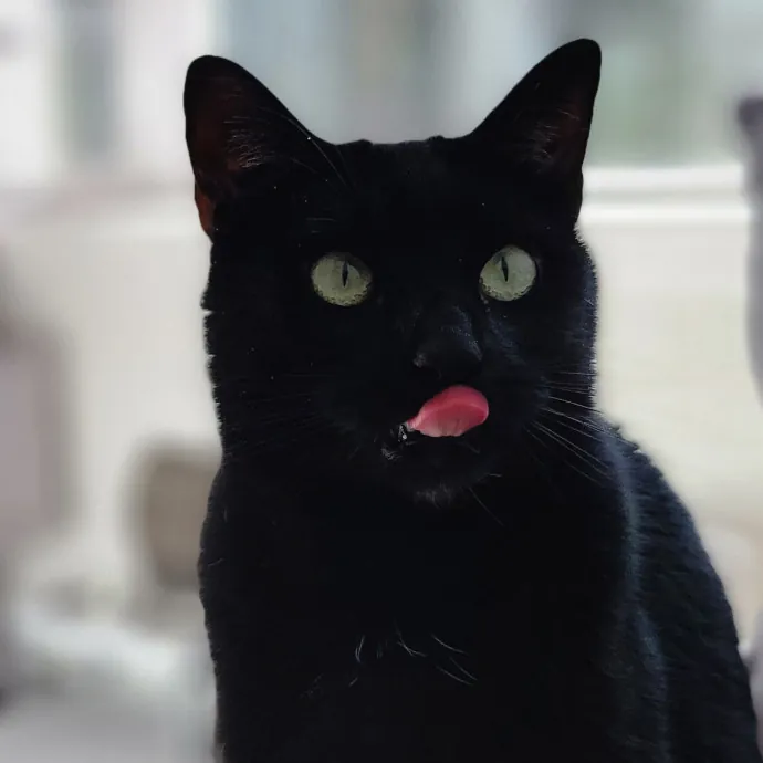Crystal Whiskers Pampering Purrfectly