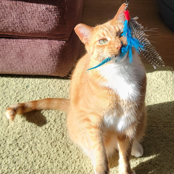 Crystal Whiskers Pampering Purrfectly