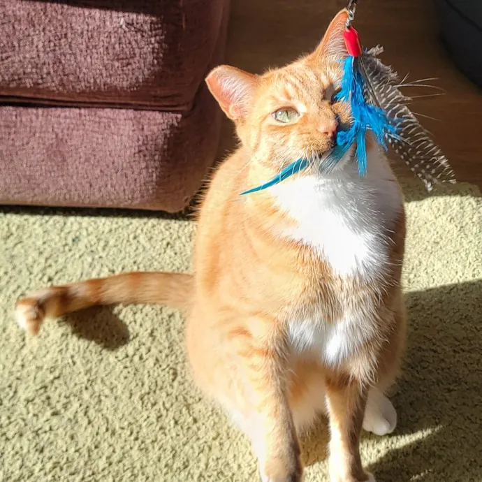Crystal Whiskers Pampering Purrfectly