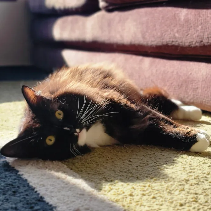 Crystal Whiskers Pampering Purrfectly