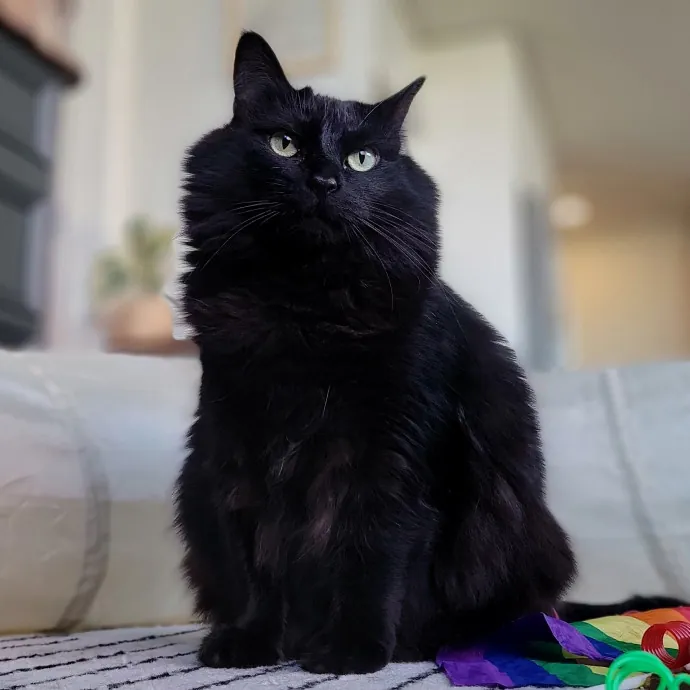 Crystal Whiskers Pampering Purrfectly
