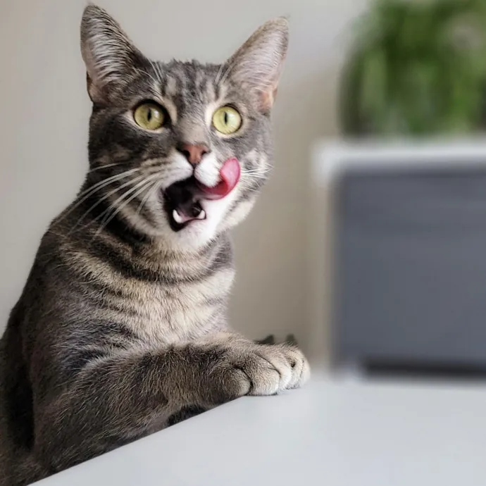 Crystal Whiskers Pampering Purrfectly