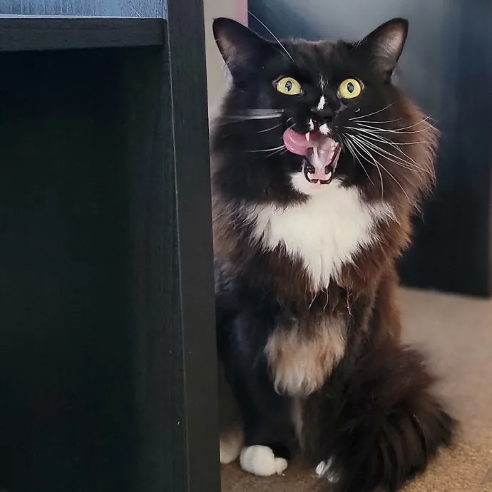 Crystal Whiskers Pampering Purrfectly