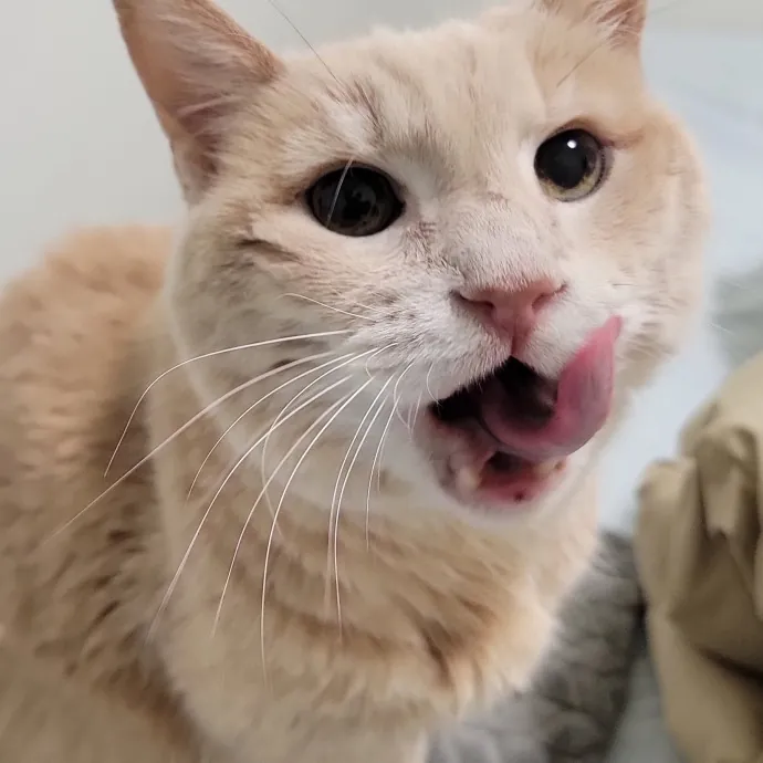 Crystal Whiskers Pampering Purrfectly