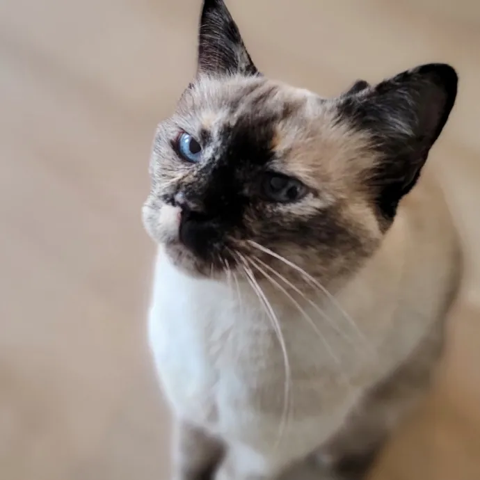 Crystal Whiskers Pampering Purrfectly