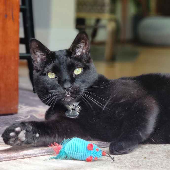 Crystal Whiskers Pampering Purrfectly