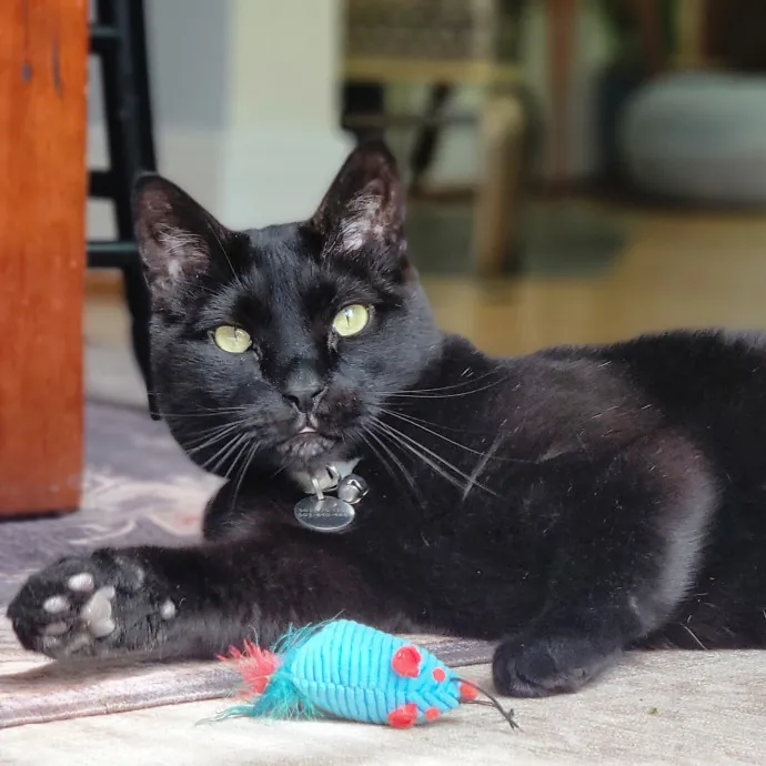 Crystal Whiskers Pampering Purrfectly
