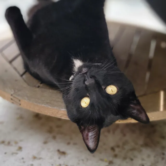 Crystal Whiskers Pampering Purrfectly
