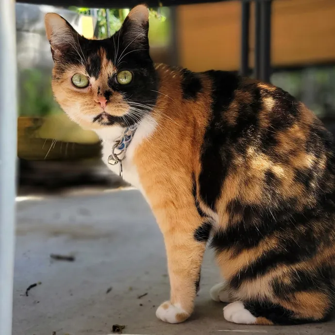 Crystal Whiskers Pampering Purrfectly