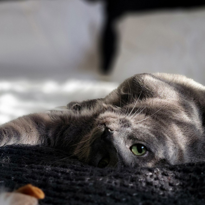 Crystal Whiskers Pampering Purrfectly