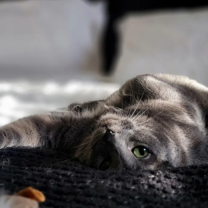 Crystal Whiskers Pampering Purrfectly