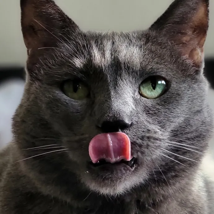 Crystal Whiskers Pampering Purrfectly