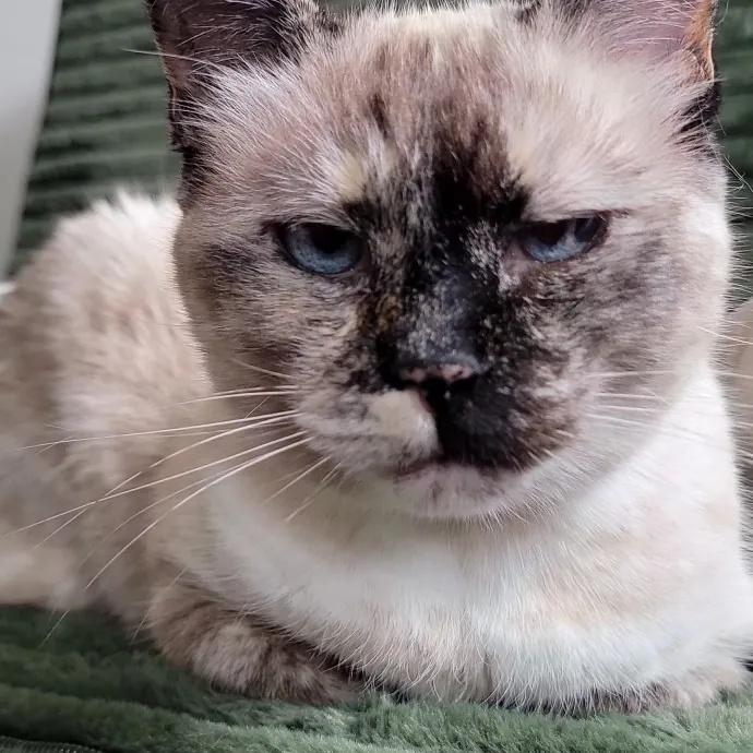 Crystal Whiskers Pampering Purrfectly