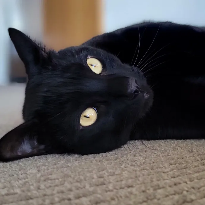 Crystal Whiskers Pampering Purrfectly