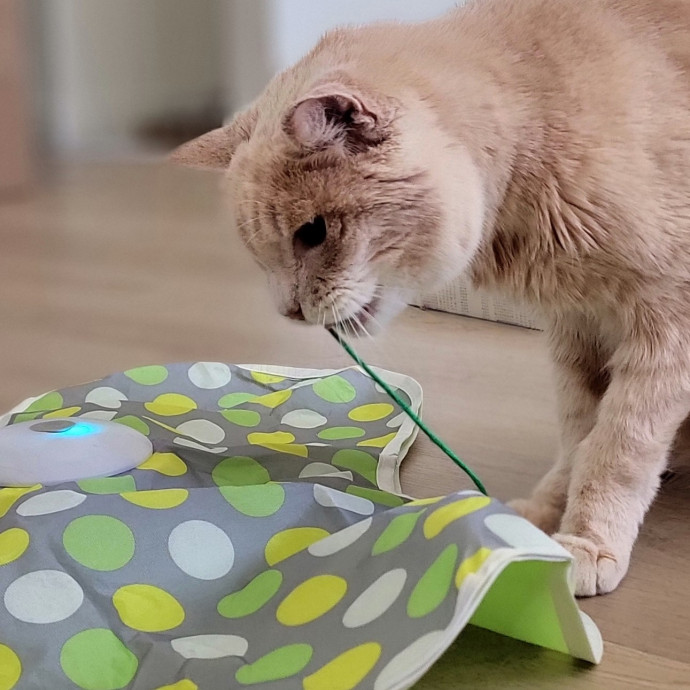 Crystal Whiskers Pampering Purrfectly
