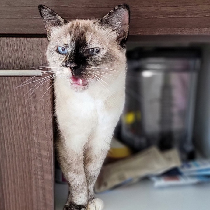 Crystal Whiskers Pampering Purrfectly