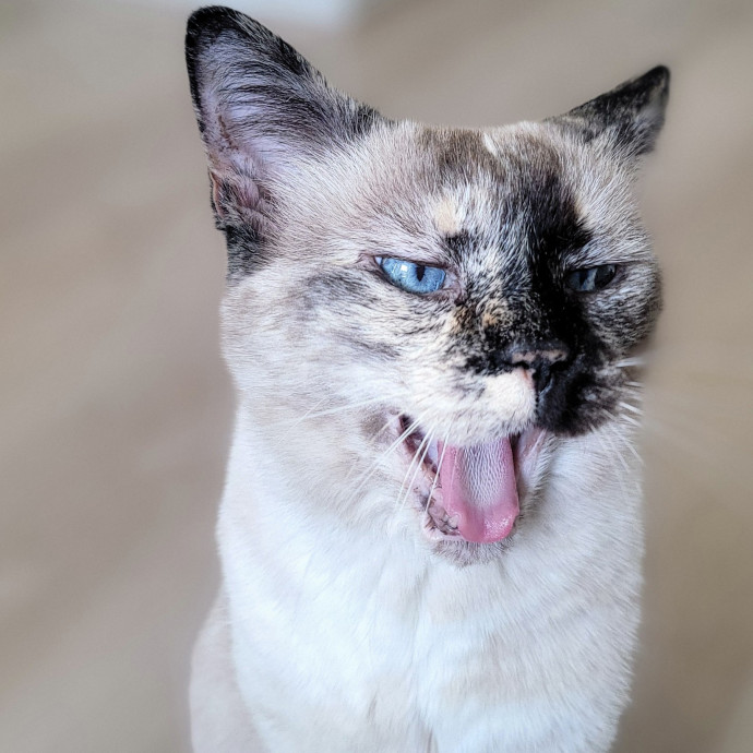 Crystal Whiskers Pampering Purrfectly