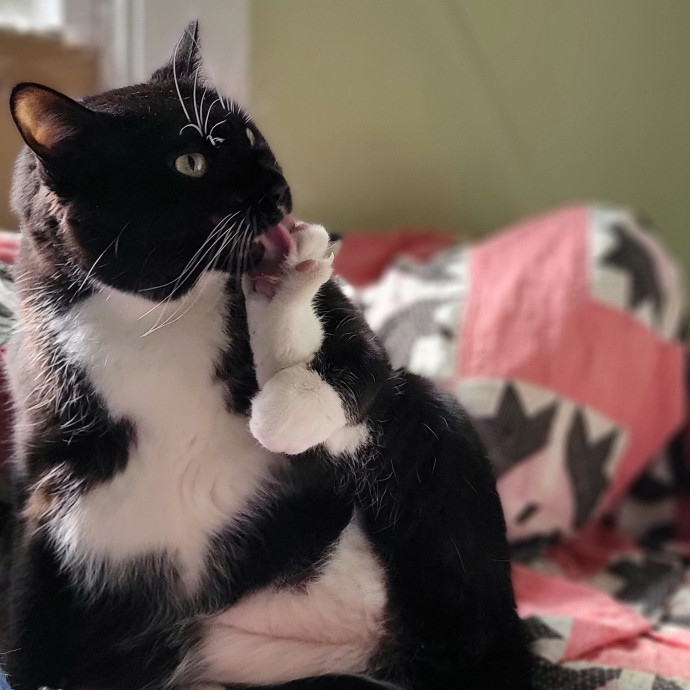 Crystal Whiskers Pampering Purrfectly
