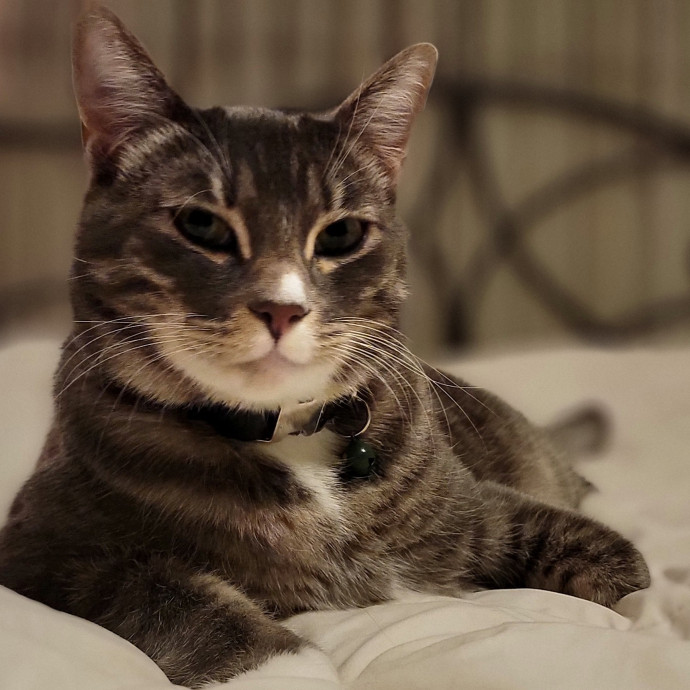 Crystal Whiskers Pampering Purrfectly