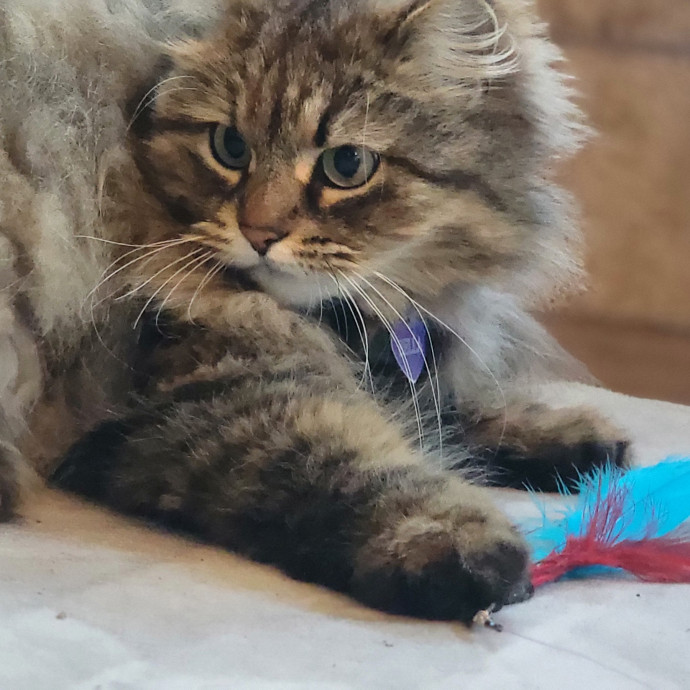 Crystal Whiskers Pampering Purrfectly