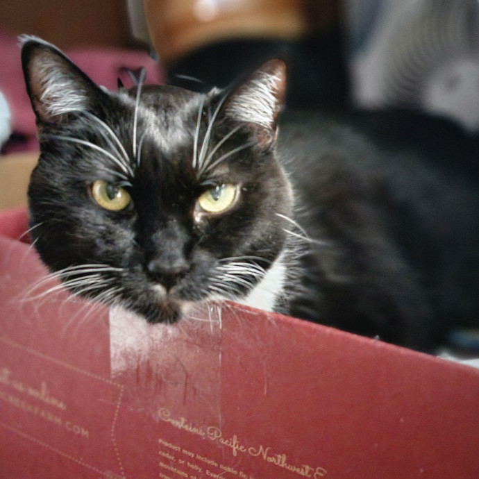 Crystal Whiskers Pampering Purrfectly