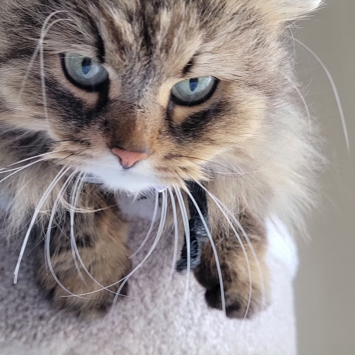 Crystal Whiskers Pampering Purrfectly