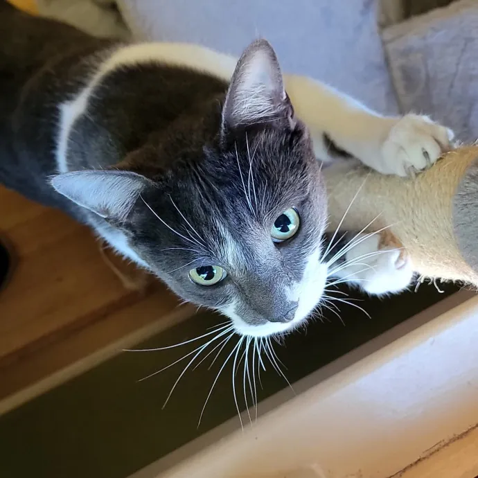 Crystal Whiskers Pampering Purrfectly