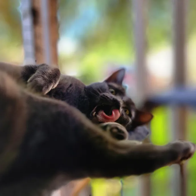 Crystal Whiskers Pampering Purrfectly