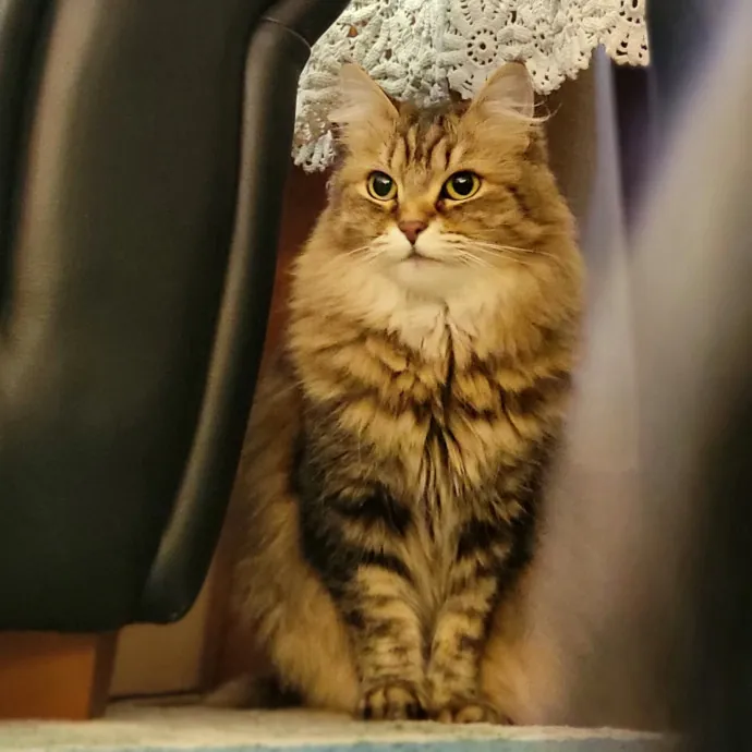 Crystal Whiskers Pampering Purrfectly