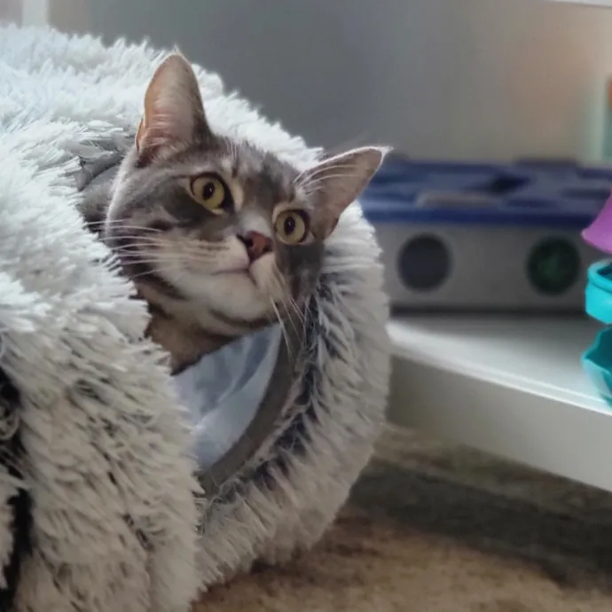 Crystal Whiskers Pampering Purrfectly
