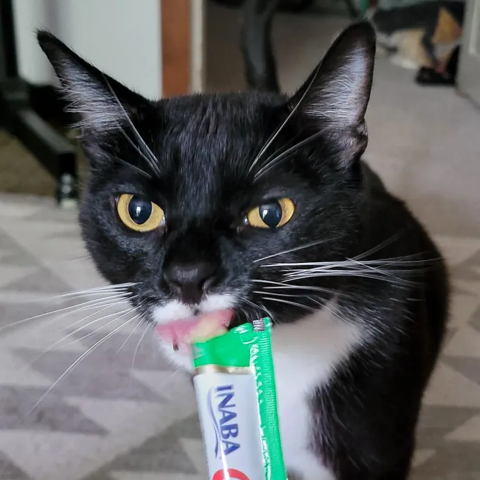 Crystal Whiskers Pampering Purrfectly