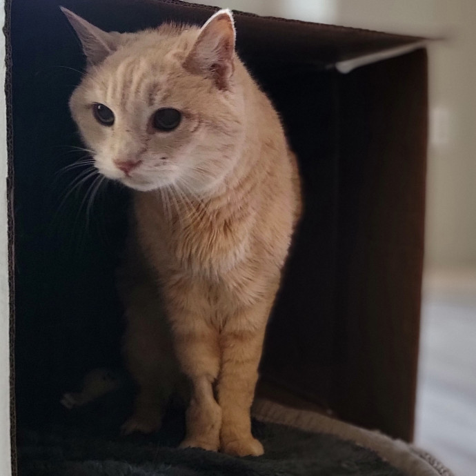 Crystal Whiskers Pampering Purrfectly