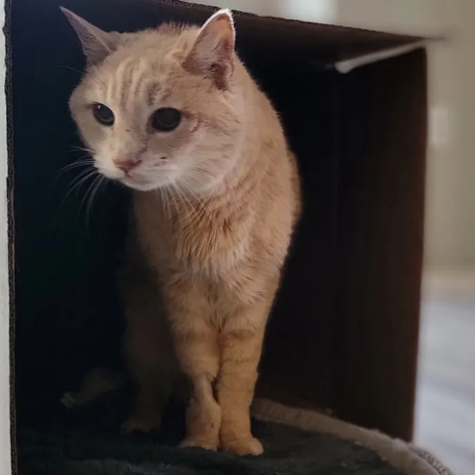 Crystal Whiskers Pampering Purrfectly