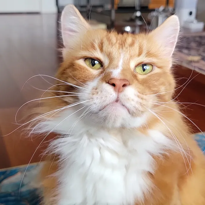 Crystal Whiskers Pampering Purrfectly