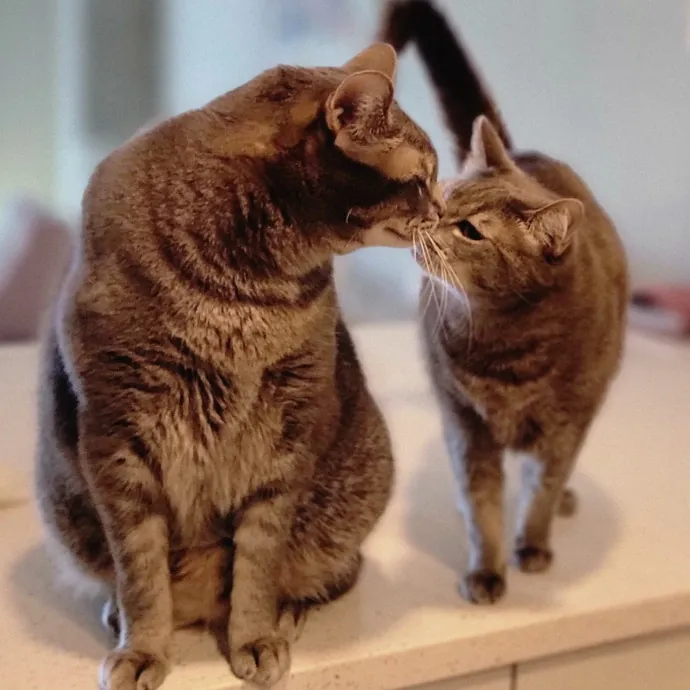 Crystal Whiskers Pampering Purrfectly