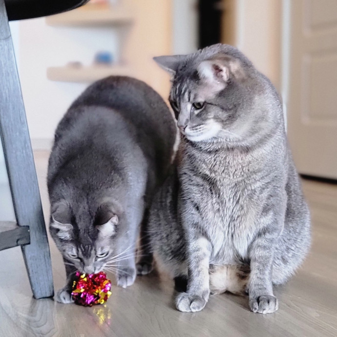 Crystal Whiskers Pampering Purrfectly