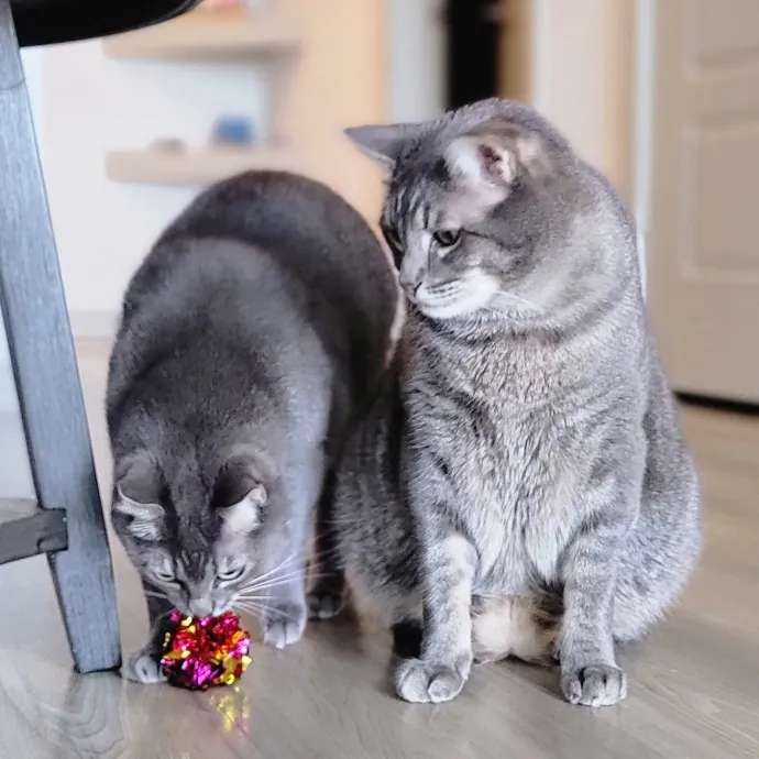 Crystal Whiskers Pampering Purrfectly