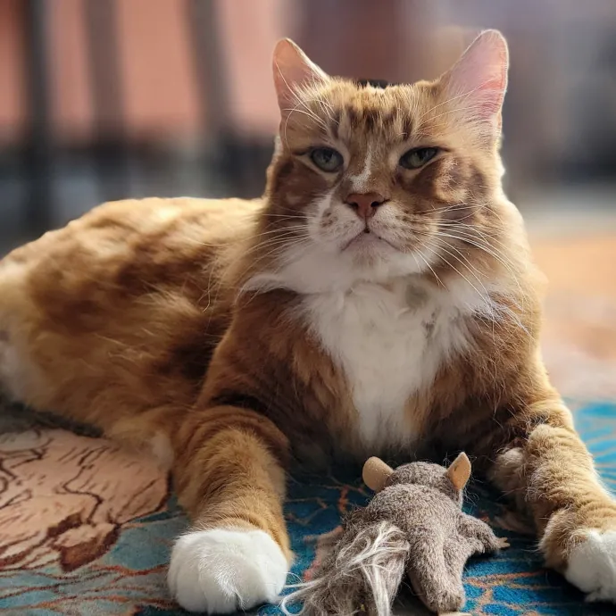 Crystal Whiskers Pampering Purrfectly