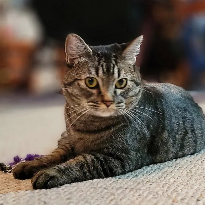 Crystal Whiskers Pampering Purrfectly