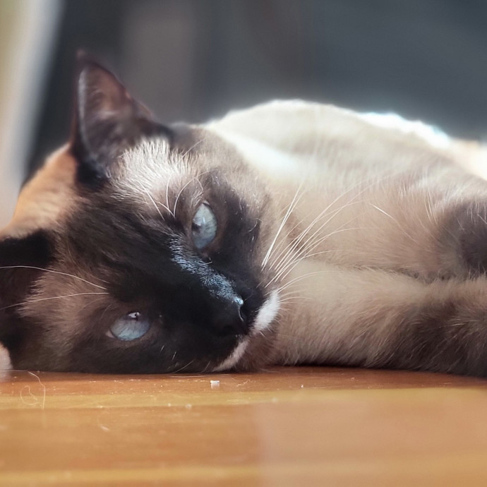 Crystal Whiskers Pampering Purrfectly