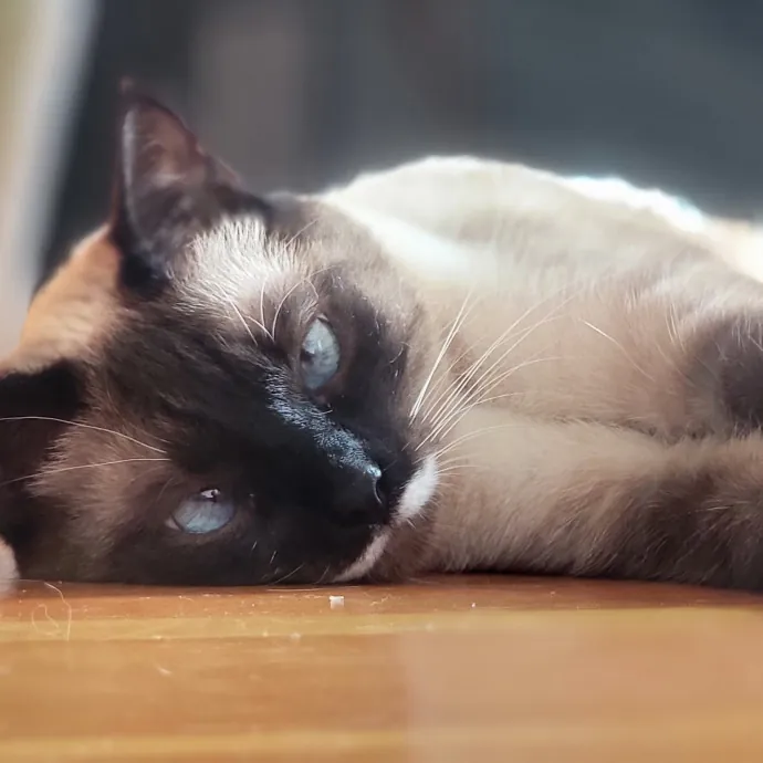 Crystal Whiskers Pampering Purrfectly