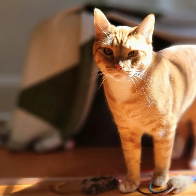 Crystal Whiskers Pampering Purrfectly
