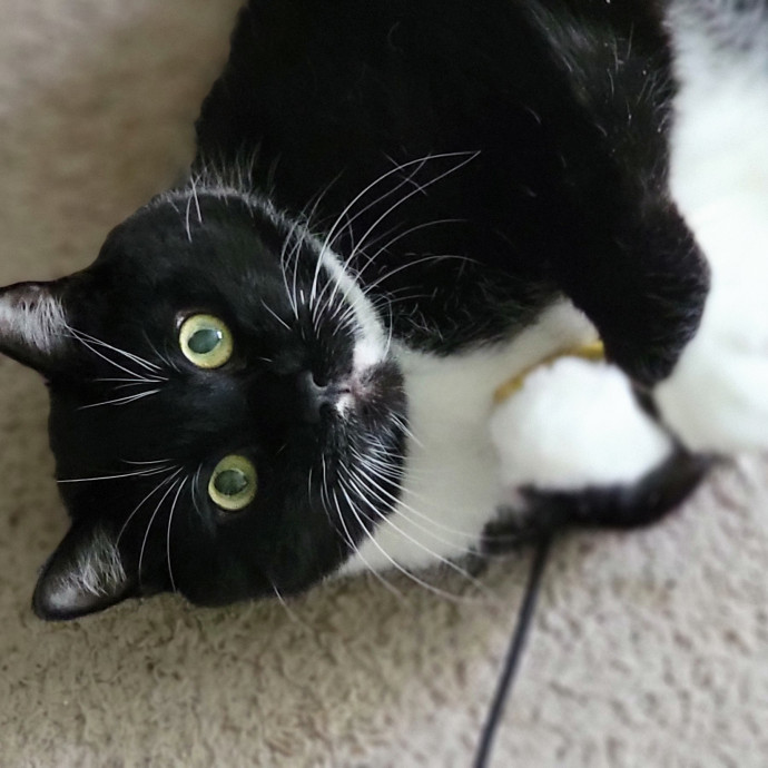 Crystal Whiskers Pampering Purrfectly