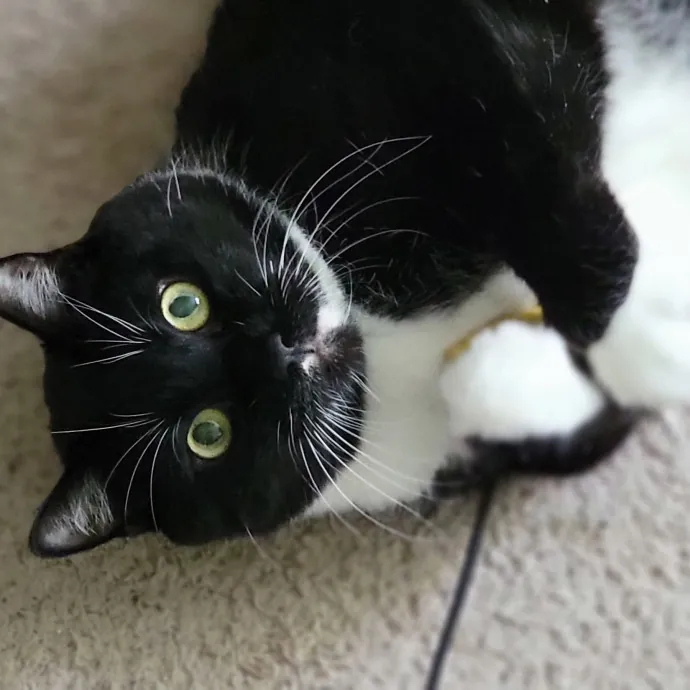 Crystal Whiskers Pampering Purrfectly