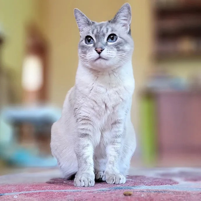 Crystal Whiskers Pampering Purrfectly