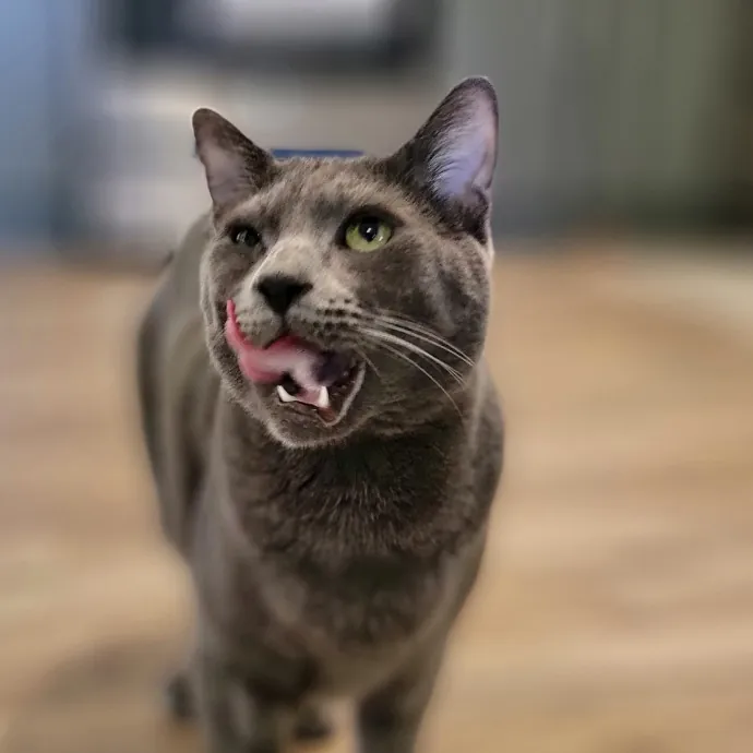 Crystal Whiskers Pampering Purrfectly