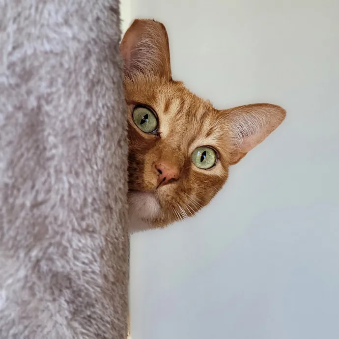 Crystal Whiskers Pampering Purrfectly